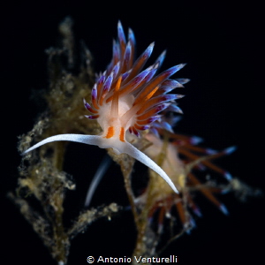 Couple of Cratena nudibranch_July 2025
(CanonRF100,1/200... by Antonio Venturelli 